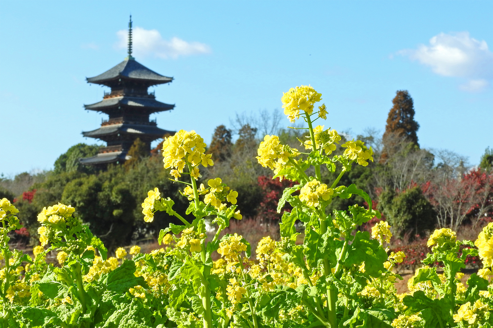 日本の風景 吉備路 菜の花2 壁紙19x1280 壁紙館