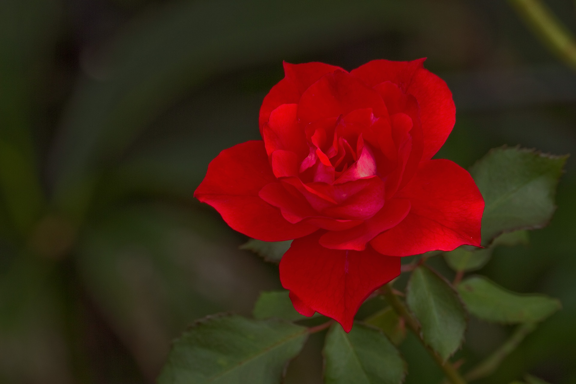 花 植物 ピカソ 壁紙19x1280 壁紙館