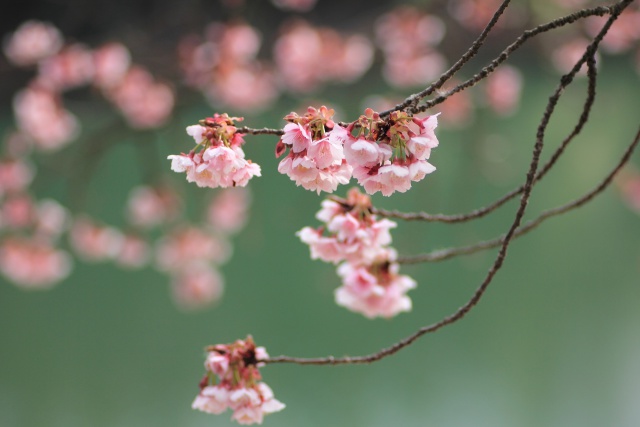 福成寺の寒桜-1