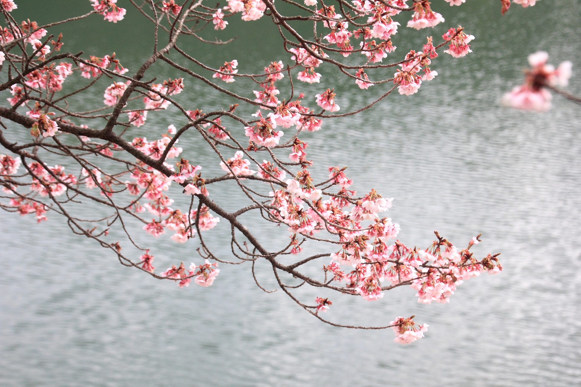 花 植物 水橋池と寒桜 壁紙19x1280 壁紙館