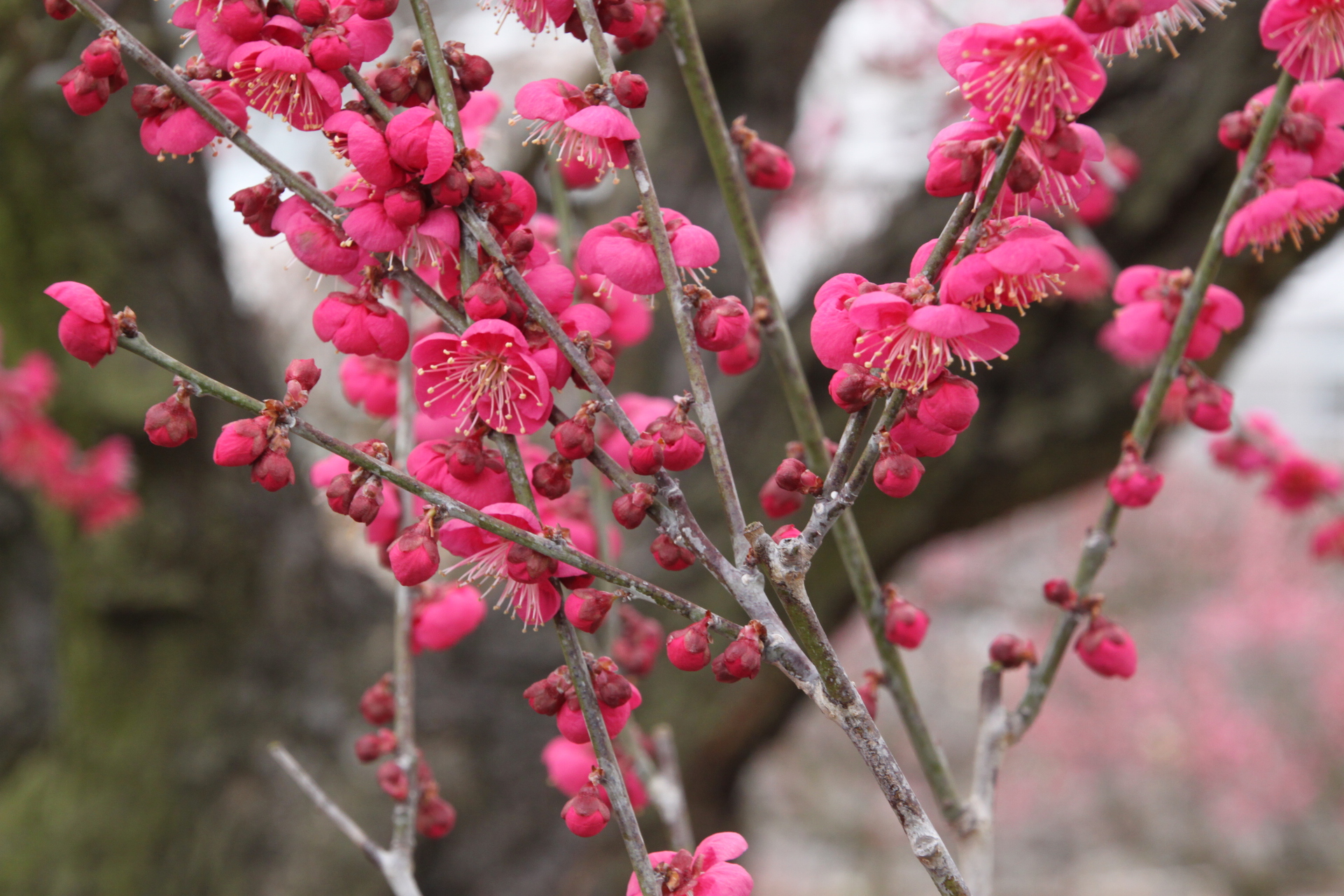 花 植物 赤い梅の花 壁紙19x1280 壁紙館