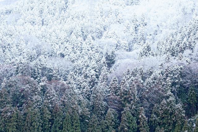 木々に着雪