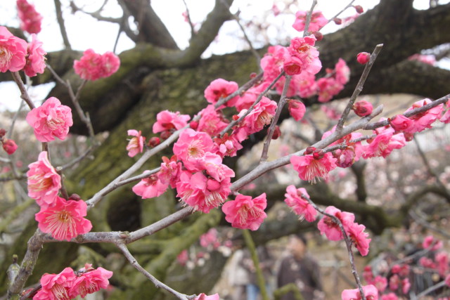 梅の花一枝