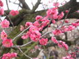 梅の花一枝