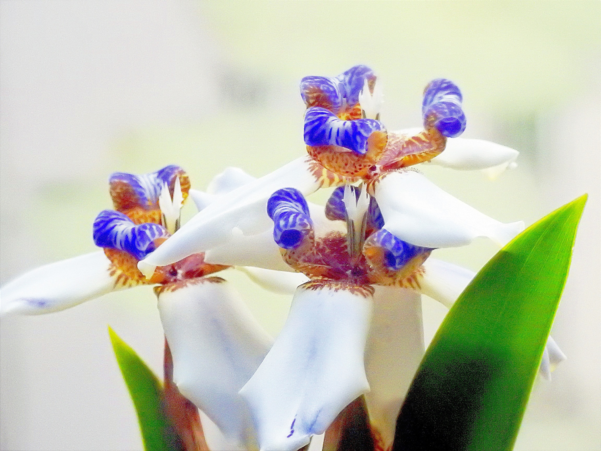 花 植物 アメリカシャガ 壁紙19x1440 壁紙館