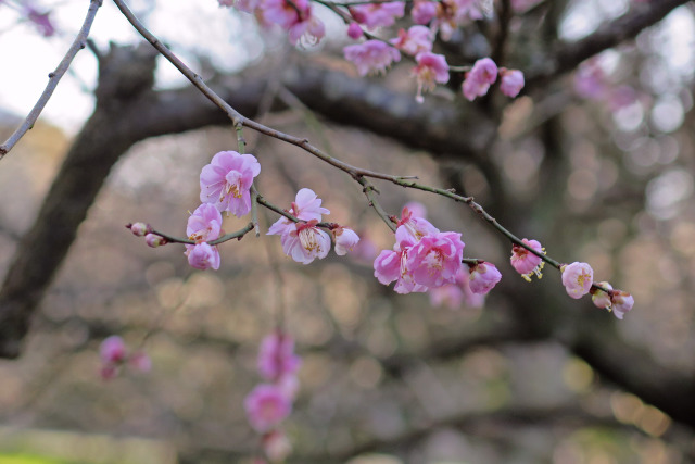 散歩道の花 1902-1-1