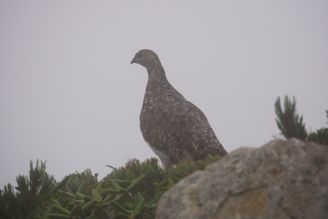 爺ヶ岳のママ雷鳥7