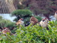 日比谷公園のすずめ