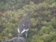 白馬大池の雄雷鳥