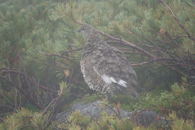 白馬乗鞍岳の雌雷鳥