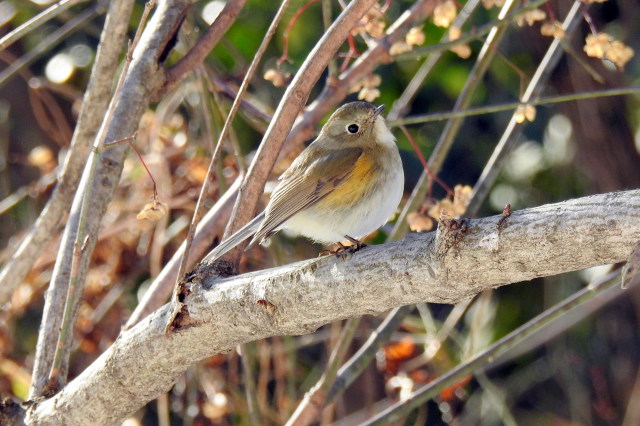 ルリビタキ♀