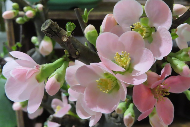 寒木瓜の花