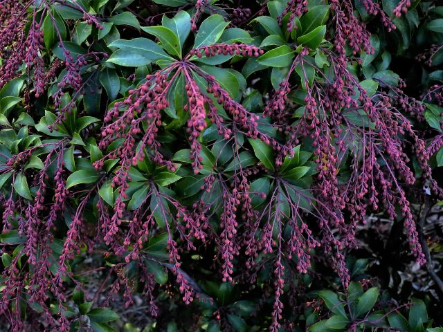 馬酔木の蕾