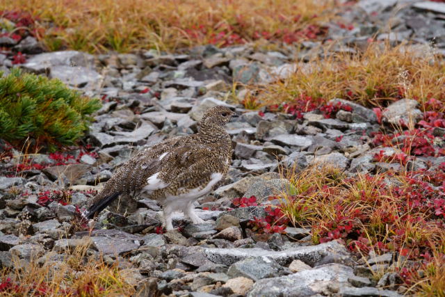 雷鳥坂のチビ雷鳥