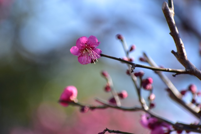 紅梅