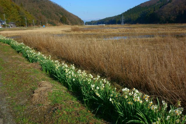 里山の路肩に咲く水仙