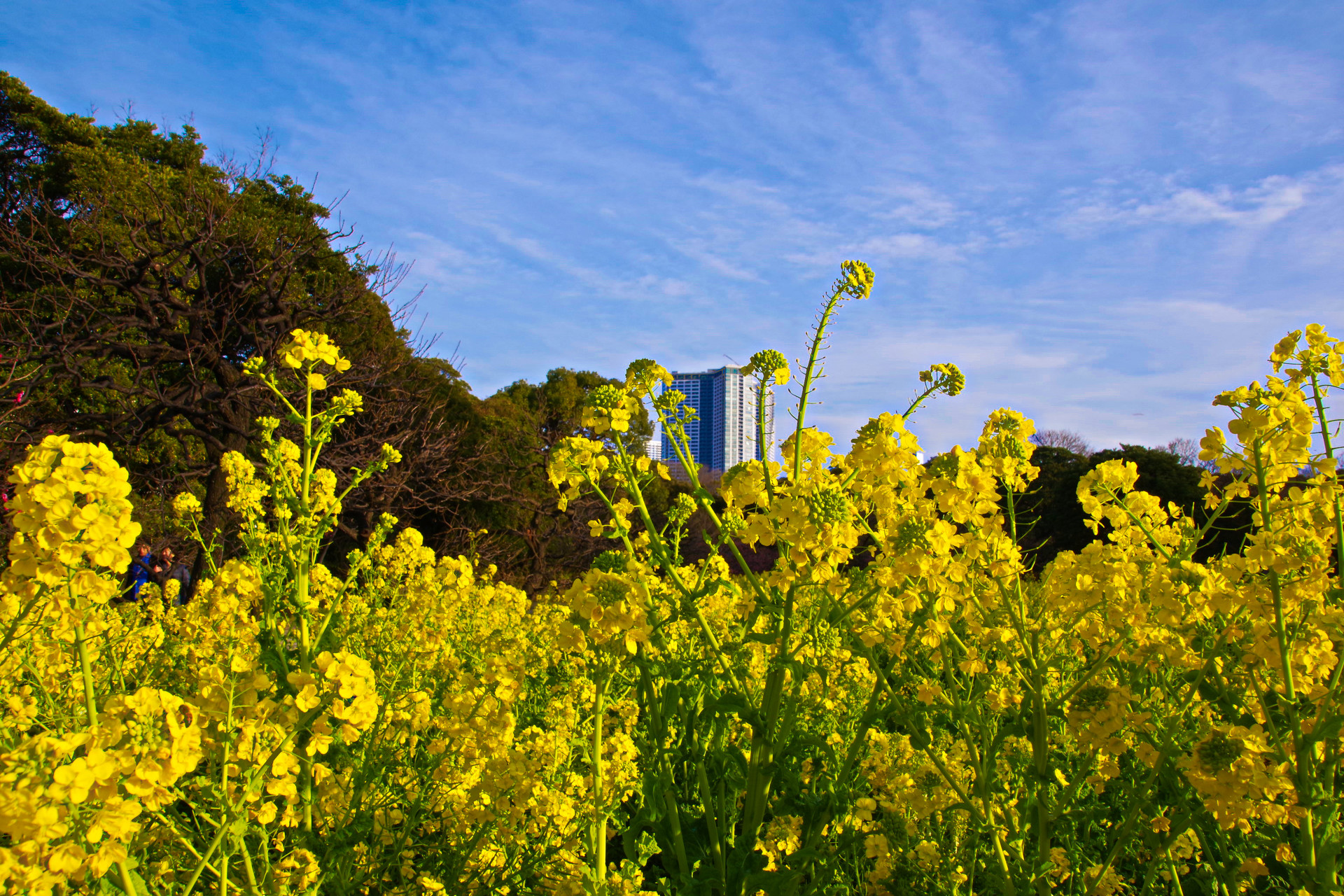 日本の風景 早春の空と菜の花畑 壁紙19x1280 壁紙館