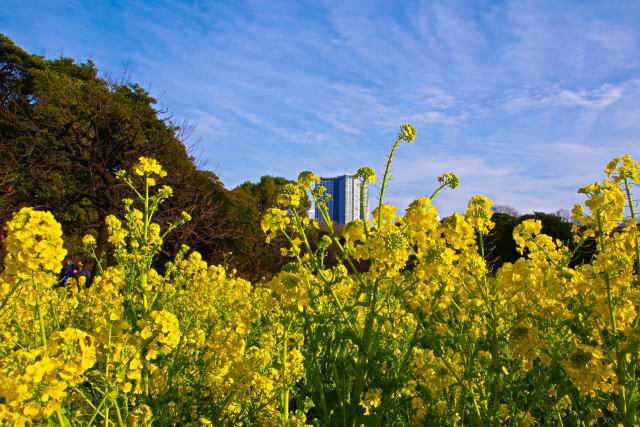 早春の空と菜の花畑