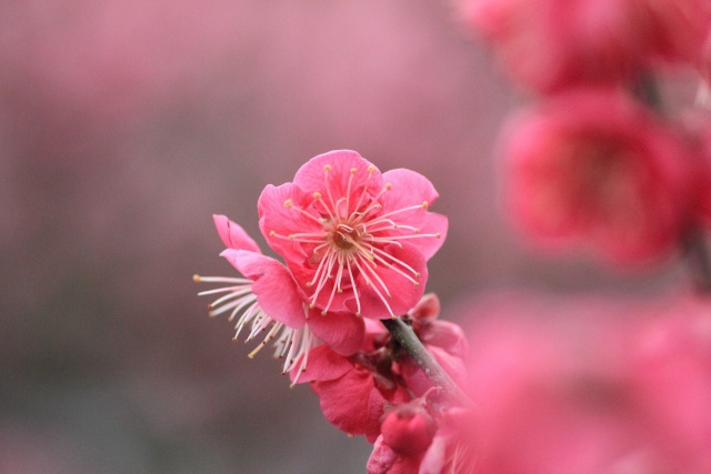 紅梅の花