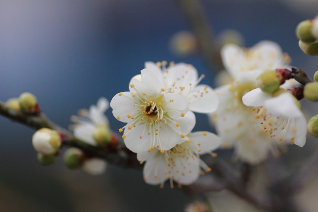 白梅の花