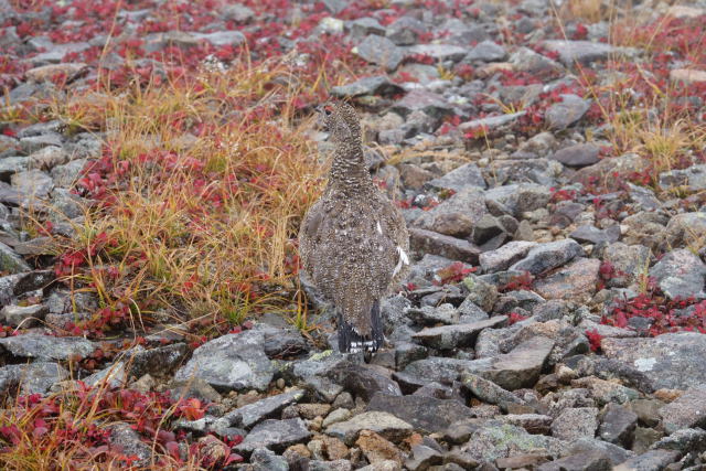 雷鳥坂のチビ雷鳥2