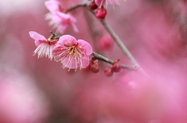 紅梅の花-1