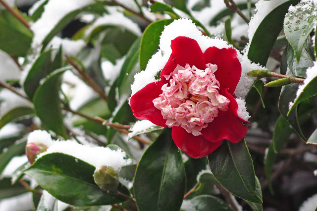 雪の卜伴椿