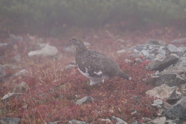 小蓮華山の雄雷鳥