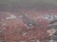 小蓮華山の雄雷鳥