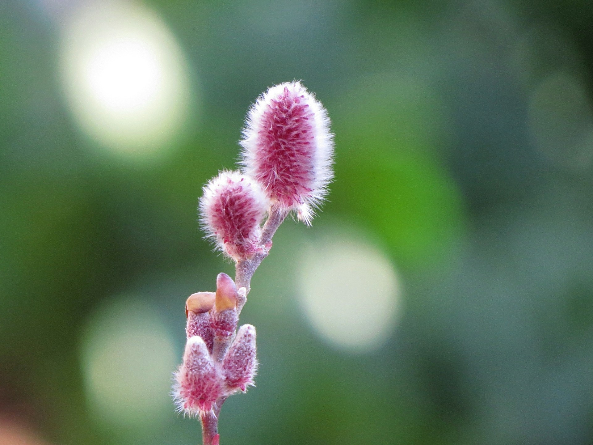 花 植物 ネコヤナギの花穂 壁紙19x1440 壁紙館