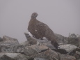 小蓮華山の雄雷鳥2