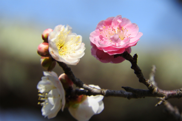 咲き分け梅 咲き始める