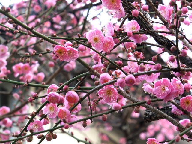 いっぱい咲いた紅梅の花