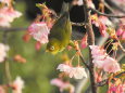 河津桜と目白