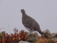 小蓮華山の雄雷鳥4