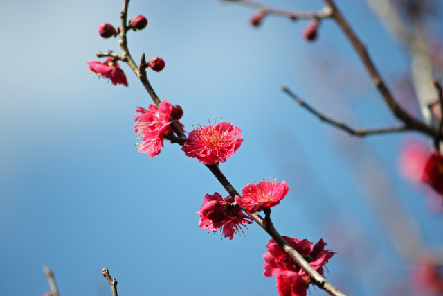 散歩道の花 1902-17-1