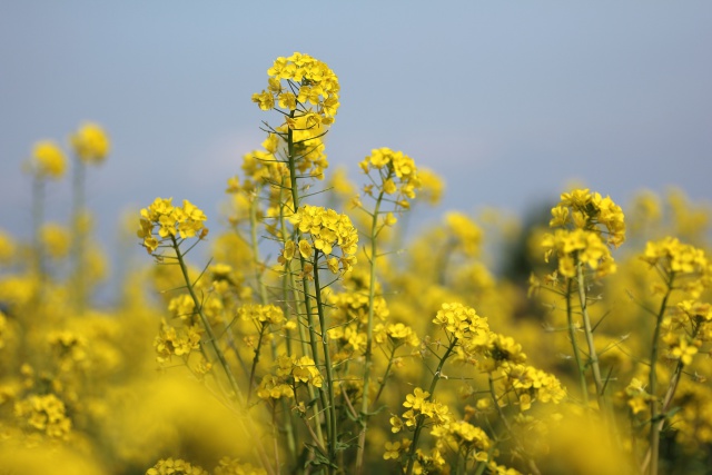 菜の花畑