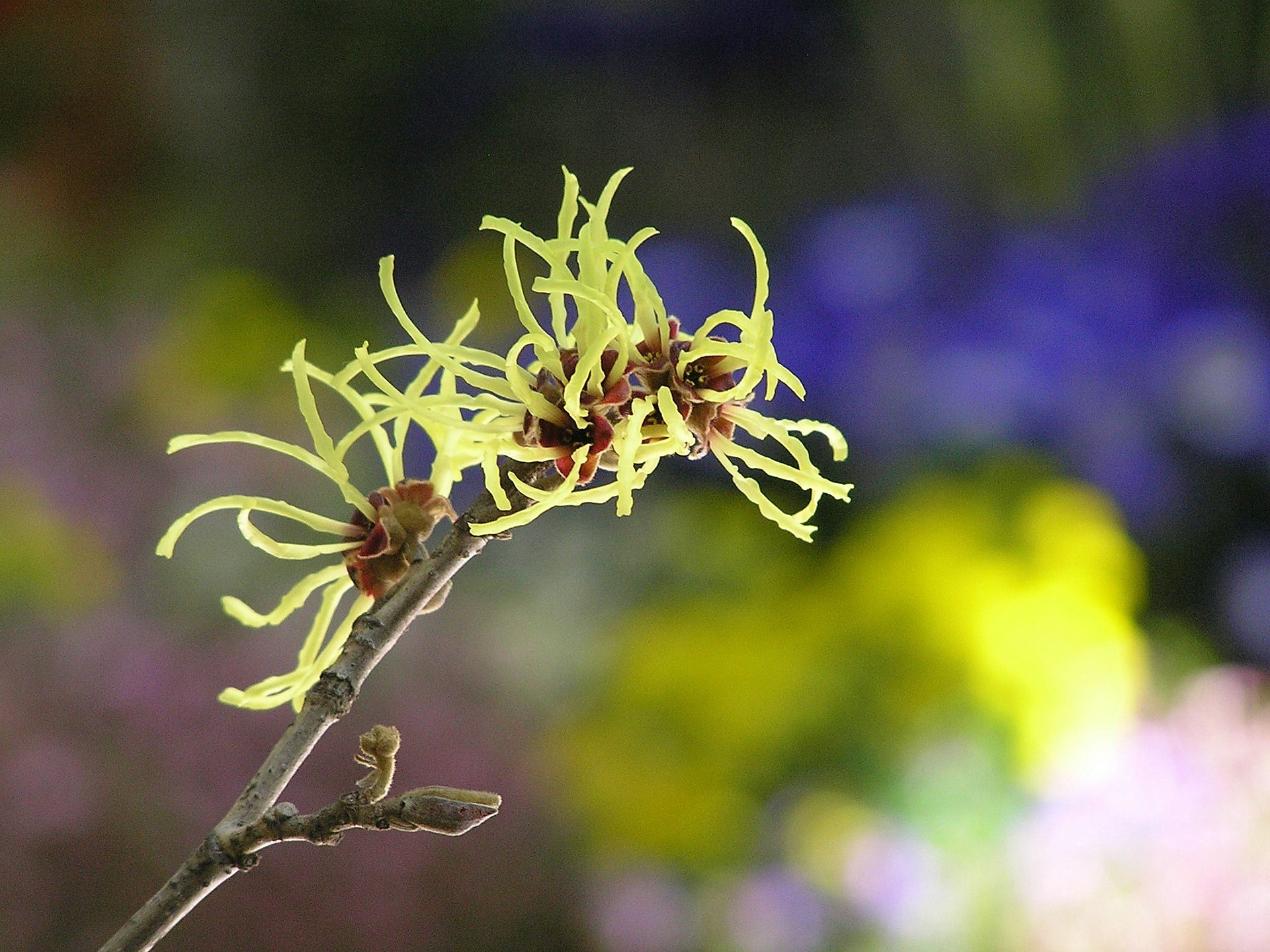 花 植物 マンサクの花 壁紙19x1440 壁紙館