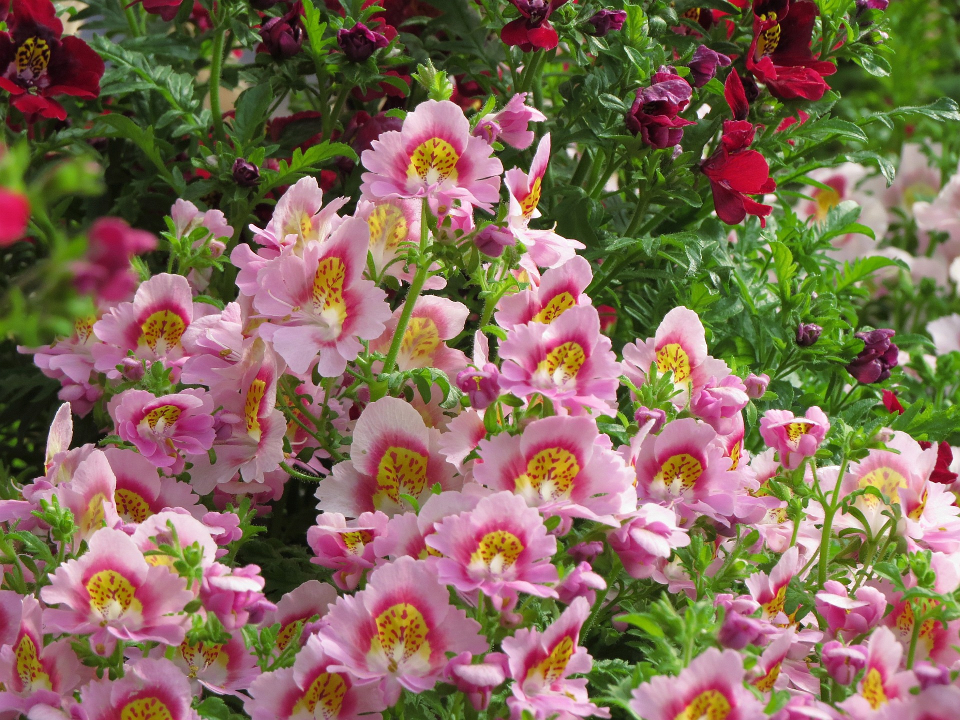 花 植物 早春のシザンサス 壁紙19x1440 壁紙館