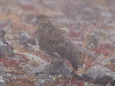 小蓮華山のチビ雷鳥