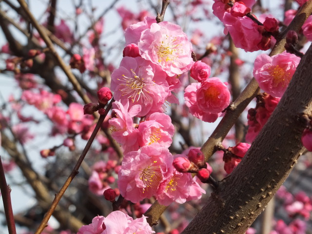 紅梅の花