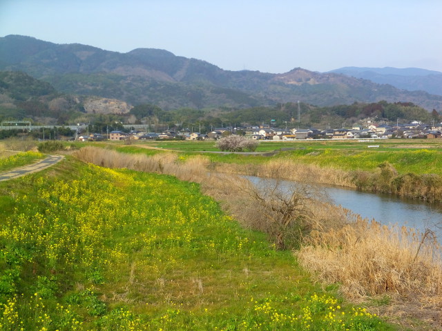 菜の花が咲く頃