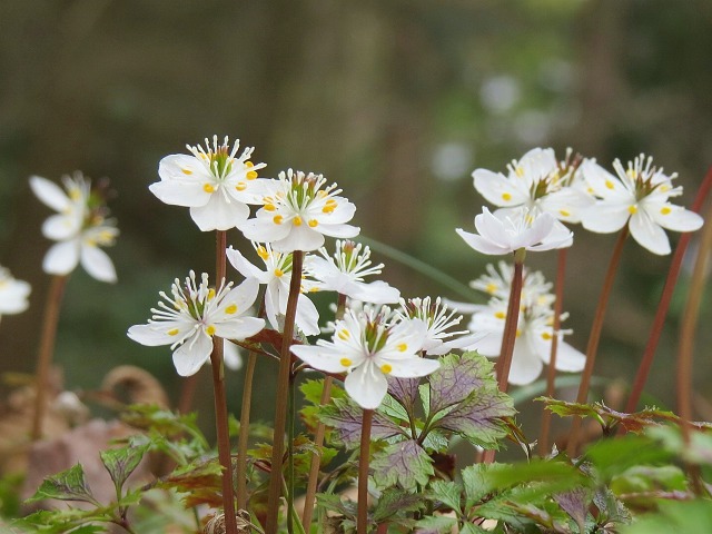 早春に咲くバイカオウレンの花