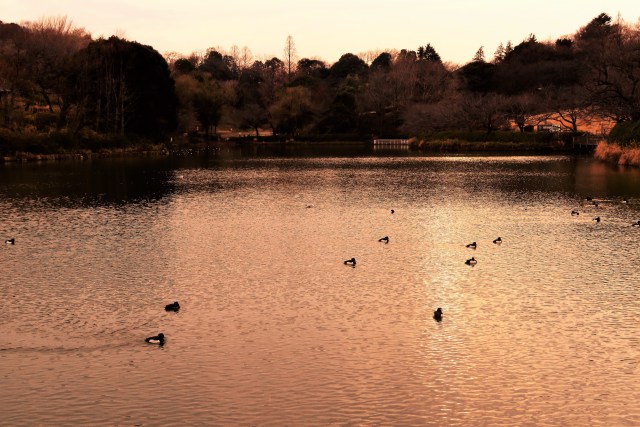 三ッ池公園の夕景