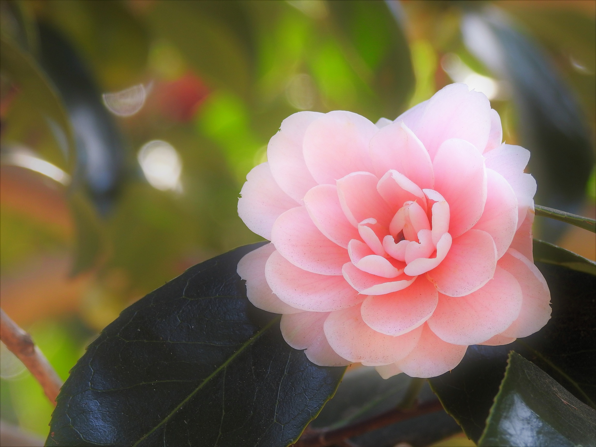 花 植物 椿 王昭君 壁紙19x1440 壁紙館