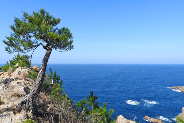 早春 山陰海岸 断崖の松