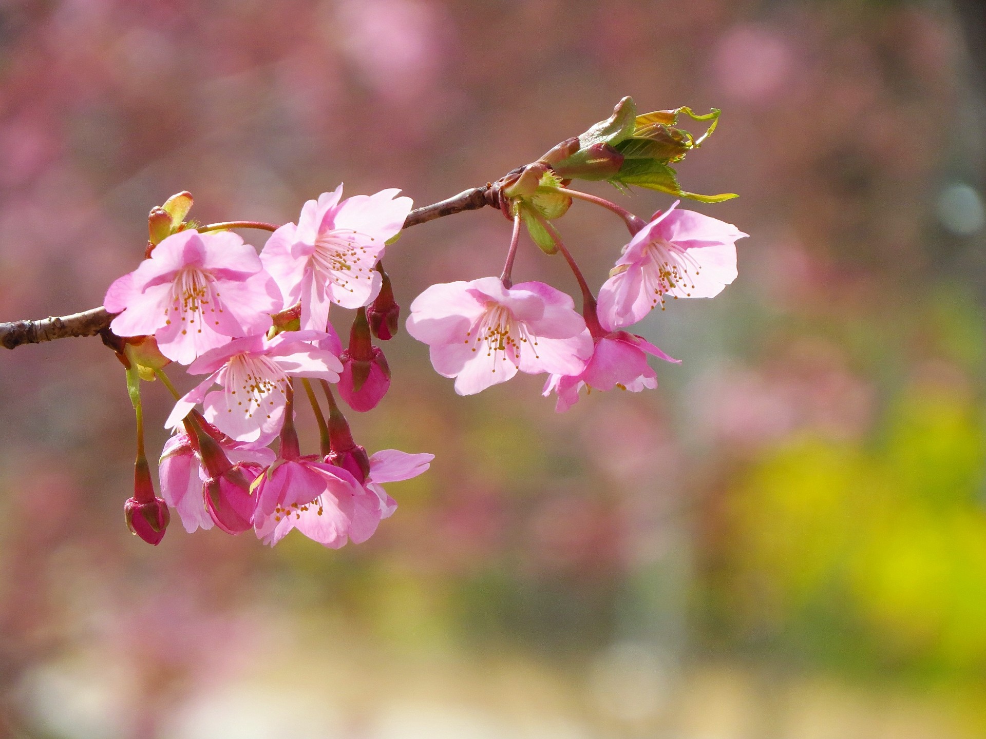 花 植物 枝先の花開く淡路島の河津桜 壁紙19x1440 壁紙館