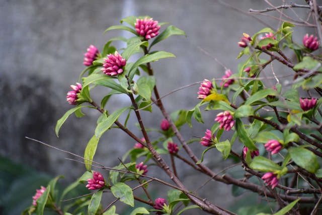 沈丁花の蕾