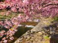 水辺の河津桜