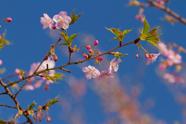 咲き始めた早咲きの桜